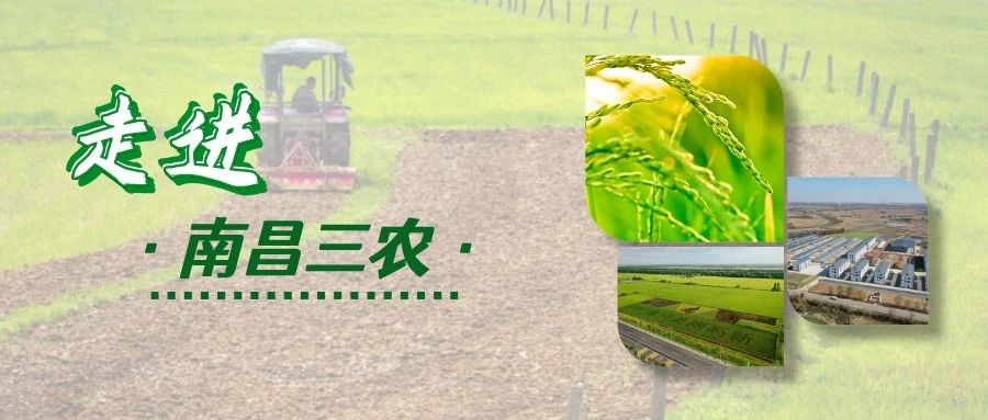 南昌市农产品区域公用品牌设计方案征集-CNYISAI艺赛 | 翕然艺术